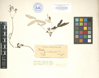 LE 01004525