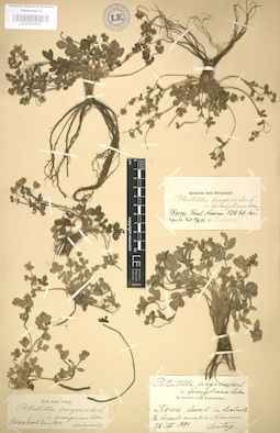 LE 01004535