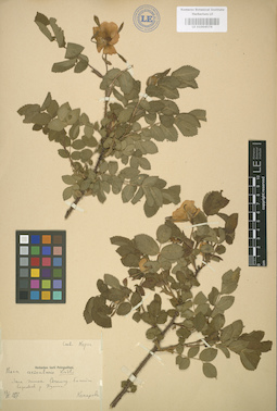 LE 01004576
