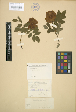 LE 01004577
