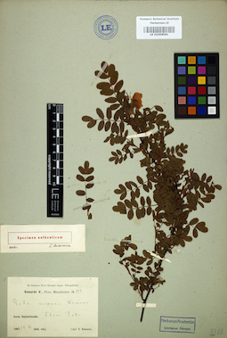LE 01004581