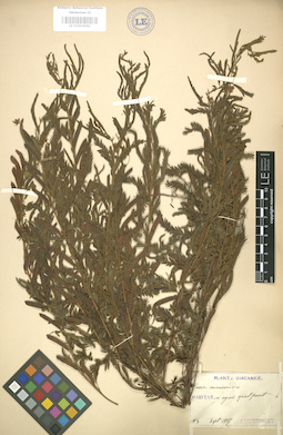 LE 01004586