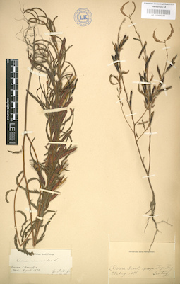 LE 01004589