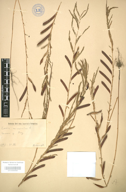 LE 01004590