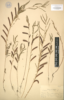 LE 01004591