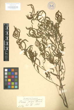 LE 01004593