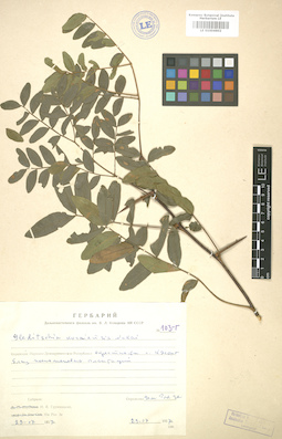 LE 01004602