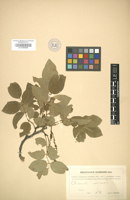 LE 01004609