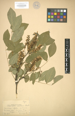 LE 01004615