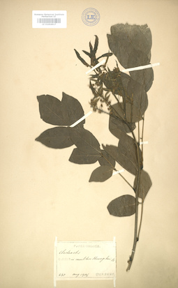 LE 01004617