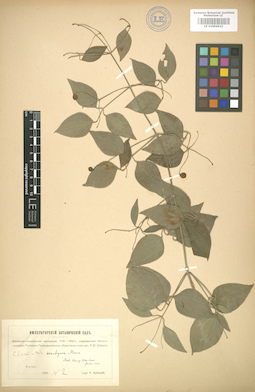 LE 01004632