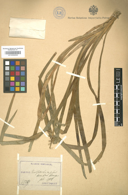 LE 01004638
