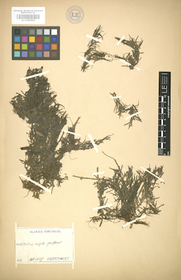 LE 01004645
