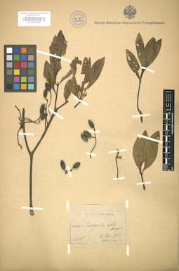 LE 01004648