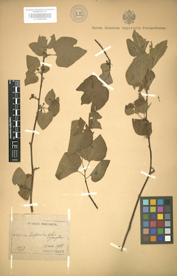LE 01004656