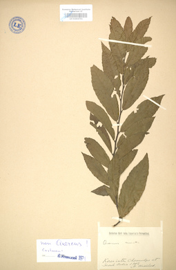 LE 01004701