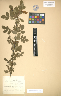 LE 01004743