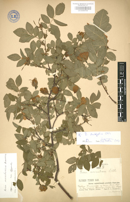 LE 01004744