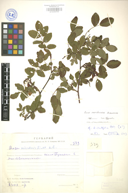 LE 01004745