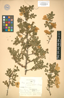 LE 01004766