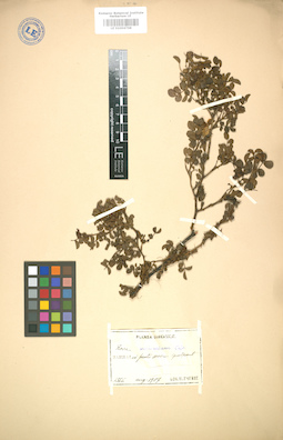 LE 01004768