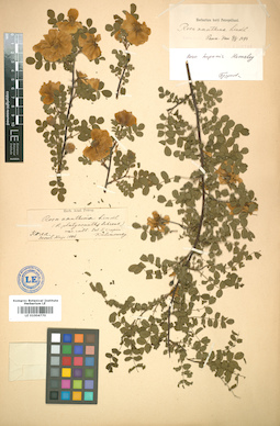 LE 01004770