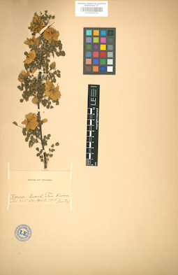 LE 01004771