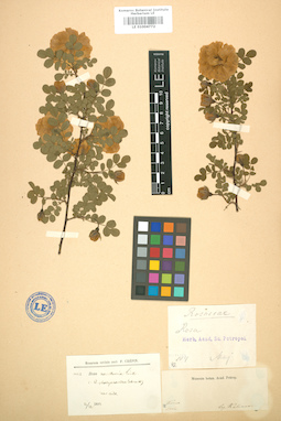LE 01004772