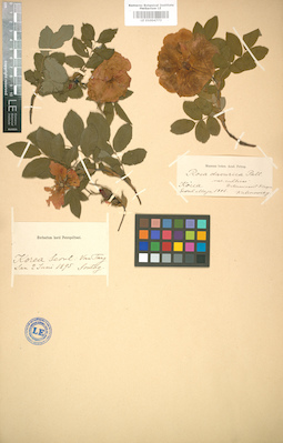 LE 01004773