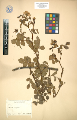 LE 01004774