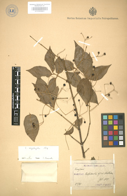 LE 01004803