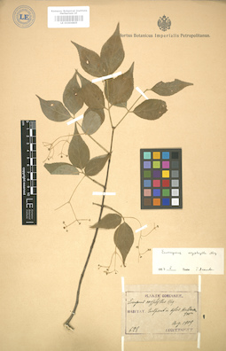 LE 01004805
