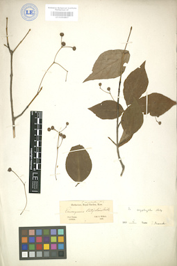 LE 01004807