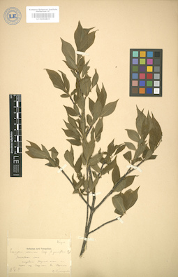 LE 01004810