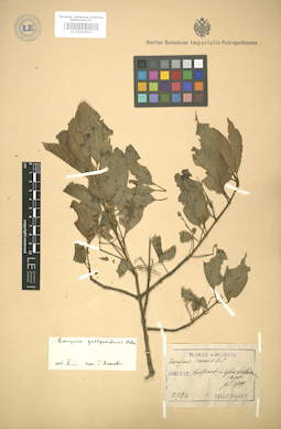 LE 01004814