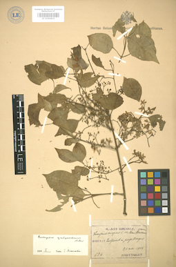 LE 01004819