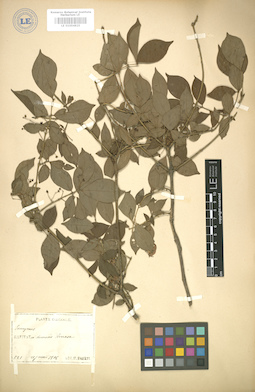 LE 01004825