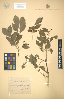 LE 01004827