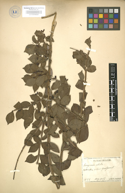 LE 01004829