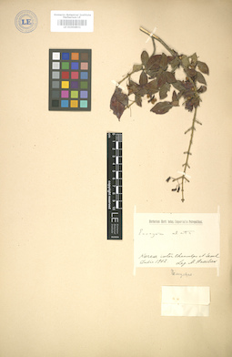 LE 01004831