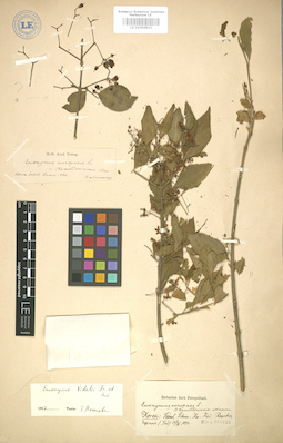 LE 01004832