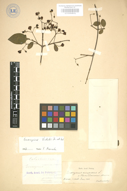 LE 01004833