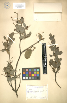 LE 01004834