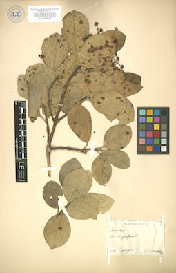 LE 01004836