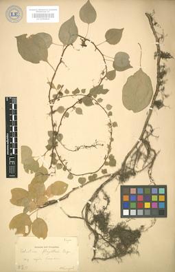 LE 01004840