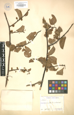 LE 01004853