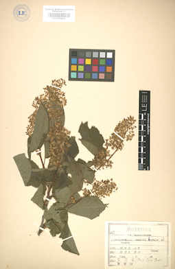 LE 01004856