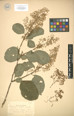 LE 01004857