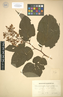 LE 01004859