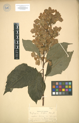 LE 01004862